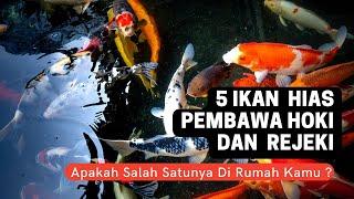 5 Jenis Ikan Hias Pembawa Hoki dan Rezeki