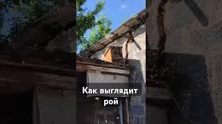 КАК ВЫГЛЯДИТ ПЧЕЛИНЫЙ РОЙ #пчеловодство #пчелы #пчелиныйрой #пчёлы #bee #beekeeper #пчелосемьи