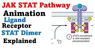 Jak stat signaling pathway animation