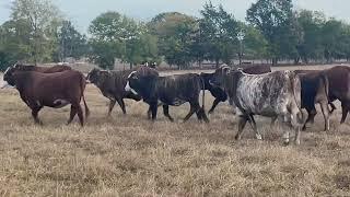 November-December calving f1 Braford calving to lbw Lesikar Angus Bulls