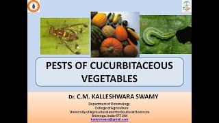 INSCET PESTS OF CUCURBITS