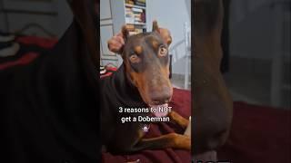 3 reasons to NOT get a Doberman ‍️ #doberman #funny #rescuedog