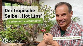 Der tropische Salbei 'Hot Lips' - Rückschnitt und Umtopfen! Kübelpflanzen | gardify Tipps