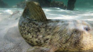 Underneath  OMEO WRECK | Perth Metro Snorkeling Western Australia (4K)