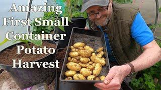 First Container Grown Potato Harvest of the year : Very Happy