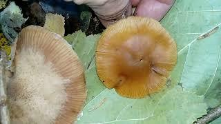 ГАЛЕРИНА ОКАЙМЛЕННАЯ.Galerina marginata.ЛОЖНООПЕНОК МОХОВОЙ.ЛОЖНООПЕНОК ДЛИННОНОГИЙ.