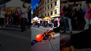 Dog Attraction #ai #video #creative #happybirthday