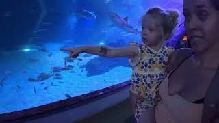 Maya visiting the aquarium in Maui