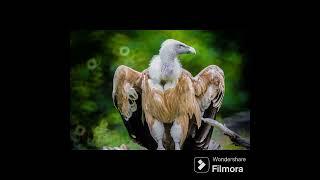 JATAYU  IN  HIMALYA @ DR SKSINGH CHANNEL JAI SHREERAM