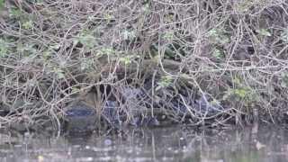 NUTRIA. (Lutra lutra)