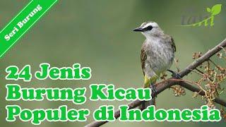 24 Jenis Burung Kicau Populer di Indonesia