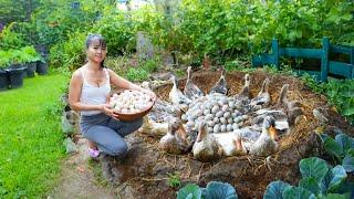 Build Nest For Ducks To Lay Eggs, Harvest Ducks Eggs Goes To Market Sell - New Free Bushcraft