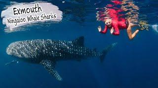 E80 - Diving With Ningaloo Reef Whale Sharks and the Exmouth Navy Pier