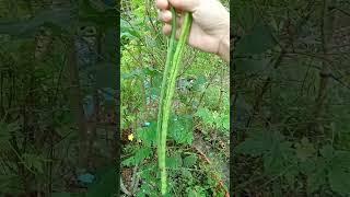 Picking green beans 04.12: enjoy rural life, gardening & nature #rurallife #nature #gardening #relax