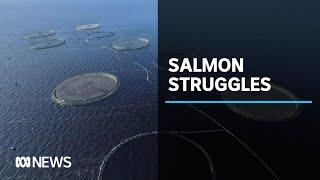 Tasmanian salmon farmer Huon Aquaculture hit hard by coronavirus | ABC News