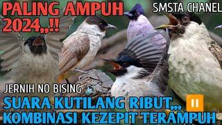 mp3 PIKAT KUTILANG RIBUT KOMBINASI TERJEPIT PALING AMPUH DAN JITU@Smstachanel