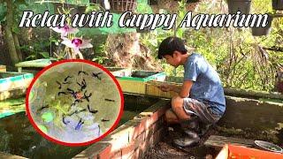 Relax with Guppy Aquarium | Nuôi Cá 7 màu thư giản | Túc Thịnh