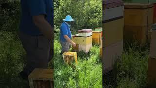 Перевезли магазины на основной точок! #пасекаермаковых #bee #пчеловодство #мёд