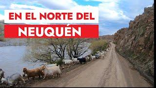 En el norte del Neuquen, Los Miches