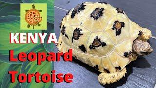 My Kenya Leopard Tortoise - Pizza 