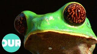 The Secrets Of The Frog | Our World