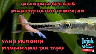 12 ikan predator tempatan terbaik (dari 12 keluarga berbeza)