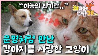 "이건 진짜 희귀한 영상이에요" 강아지의 애정공세에 마음을 연 고양이! 점점 커지는 서로를 향한 사랑│#왜그러냥귀엽개