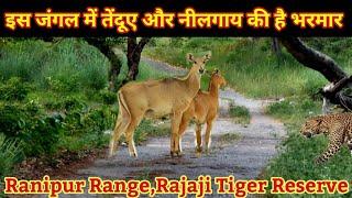 इस जंगल में तेंदूए और नीलगाय की है भरमार | Ranipur Range | #rajajitigerreserve | #haridwar