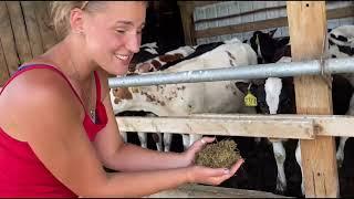 Stargo Dairy Farm - Farm Tour