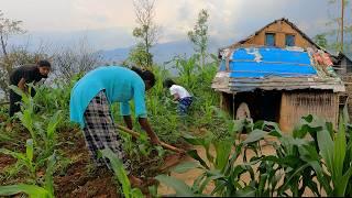 Indigenous Village In Eastern Nepali Mountain | The Life With Beautiful Nature | BijayaLimbu