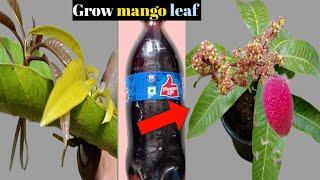 How to grow mango tree from mango leaf in thums up 100% success