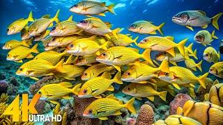 Under Red Sea 4K Explore the Stunning World of Sea Creatures and Beautiful Coral Reef Fish.