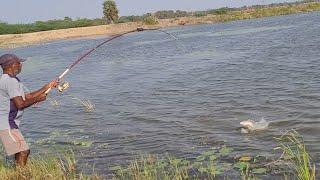 Best Rohu fishing Technique|Fisherman Catching Rohu fishes in Big Pond|Unique fish hunting