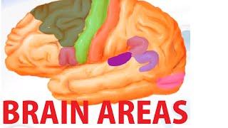 Functional Brain Areas - Brain Anatomy Cortex