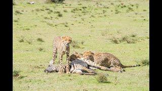 Mother cheetah hunts baby zebra