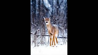 Winter Wildlife Wonders#AnimalHQ #Wildlife #RareAnimals
