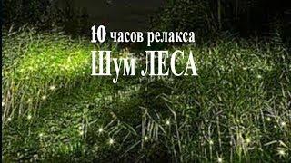 Лесная атмосфера.Чарующие звуки природы и магия природы. 10 часов здорового сна.