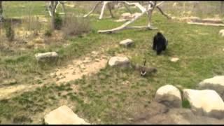 Raw: Wild Goose Chase Targets Gorilla