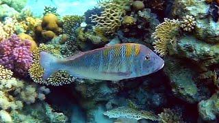 Sky Emperor (Lethrinus mahsena), Небесный летрин