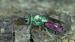 Goldwespe Chrysis sp.