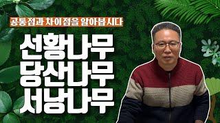 [태일법사 TV] 선황나무/ 서낭나무/ 당산나무 차이점을 모르겠다면 이 영상을 보세요 공통점과 차이점, 그리고 특징까지!