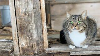 Houses for Barn Cats