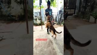 German Shepherd videos #shots #funny #short #reels #doglover #shortsviral ￼