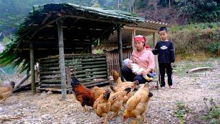 Building a Bamboo Chicken Coop - Life of a Single Mom _ Phuong's family life