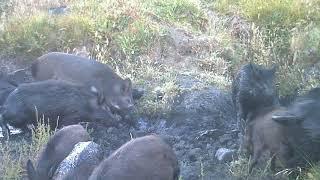 Invasive wild pigs wallowing in Sacatara Canyon