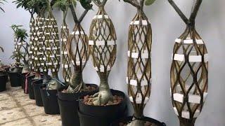 how to make design in adenium  plants at home