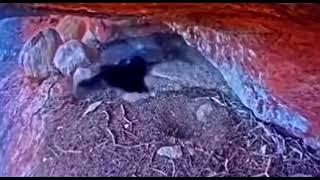 Peregrine falcons taking over the Ravens nest in a fierce fight
