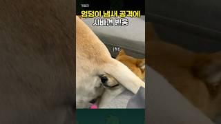 리트리버 엉덩이 냄새 맡고 분노하는 시바견