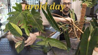 unboxing my new Philodendron + repot, trying to tame a wild billietiae & a very embarrassing story 🫠