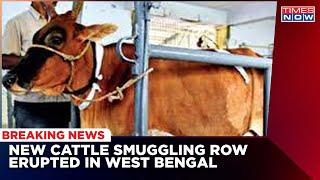 Amid Cattle Smuggling Row; Milk Van With Cattle Meets With Accident In West Bengal | Latest News